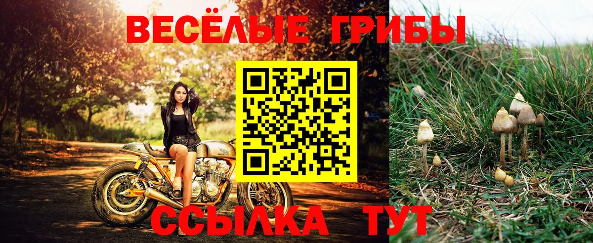 Галлюциногенные грибы GOLDEN TEACHER  Вход с VPN  наркотики  Артём 